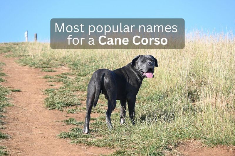 198 Most Popular Cane Corso Names
